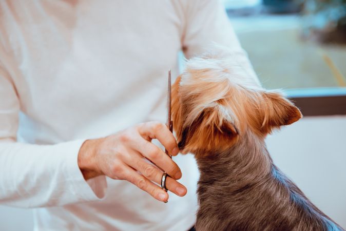 Crop groomer trimming fur of little dog