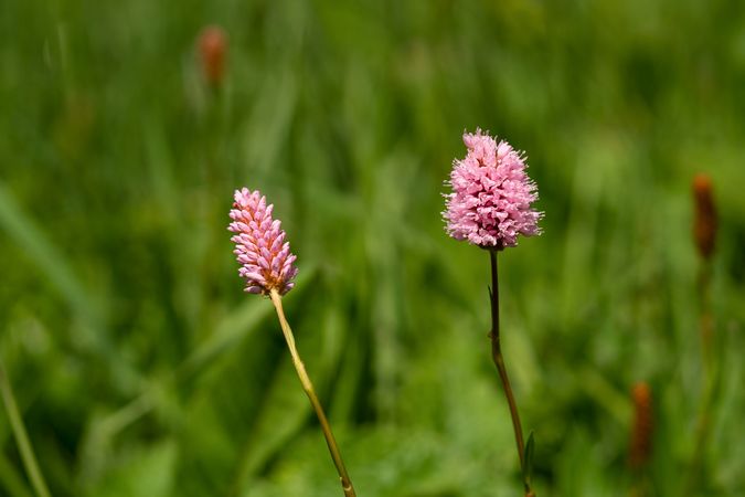 Pink wildflowers in green meadow