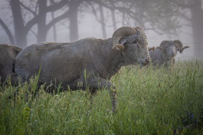 Saxon Merino ewes walking through a field in the fog
