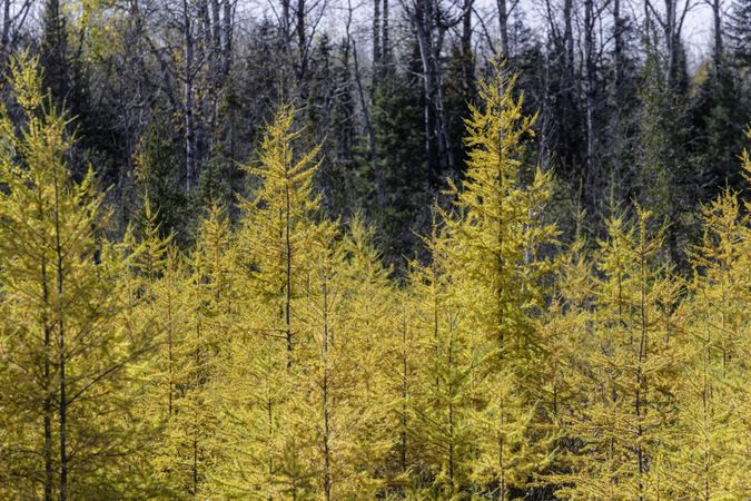 Yellow tamarack trees in forest in Itasca County, Minnesota