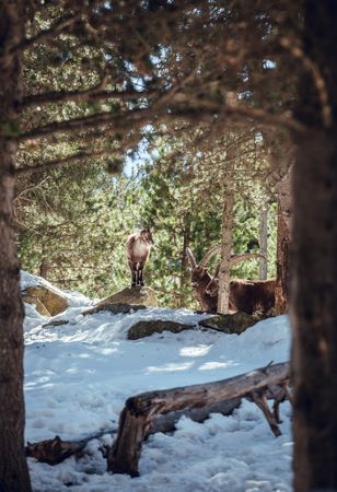 Wild goats pasturing near tree between snow