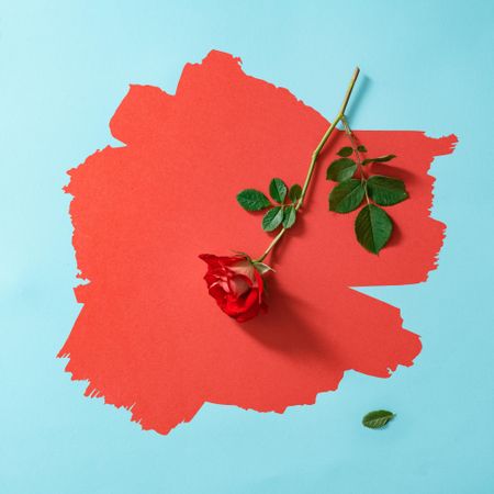 Red rose on painted red and pastel blue background