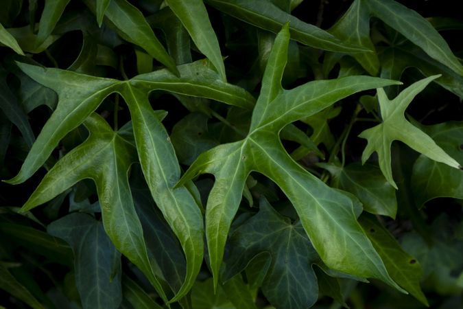 Ivy leaves of climbing plant. Lush green background of nature.