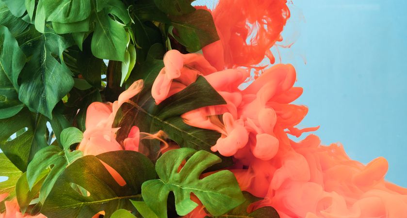 Tropical monstera leaves with pastel coral color cloud