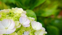 background of flowers blooming in spring
