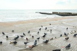 Many pigeons near the sea, on the shore
