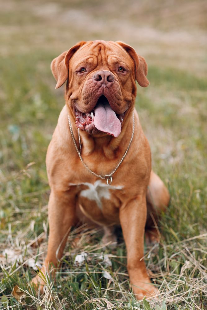 Brown French mastiff dog sitting on green grass field