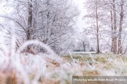 Grass and trees with frost and ice bE7EM5