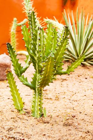Close up of cactus
