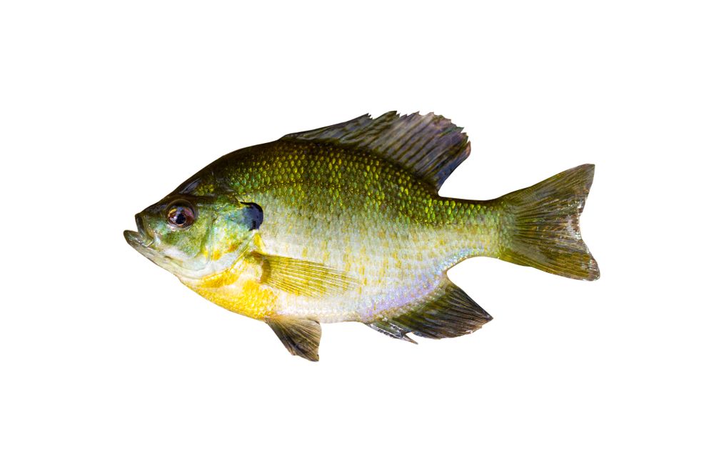 Pristine Sunfish