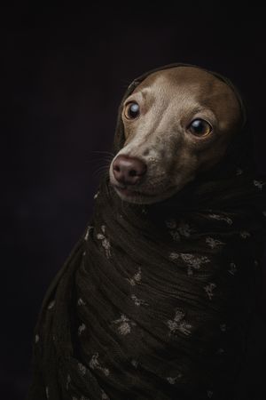 Italian Greyhound dog with scarf