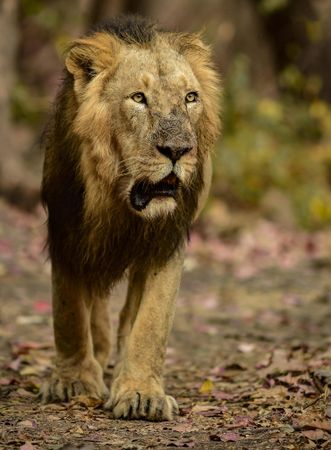 Adult lion walking