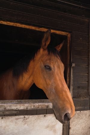 Brown horse in wooden stable