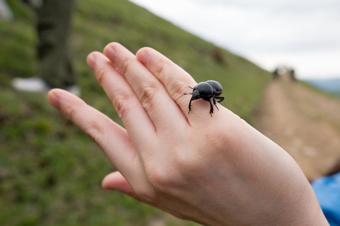 Beetle on person's hand in grassy area.