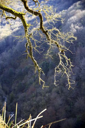 Green branches covered with moss