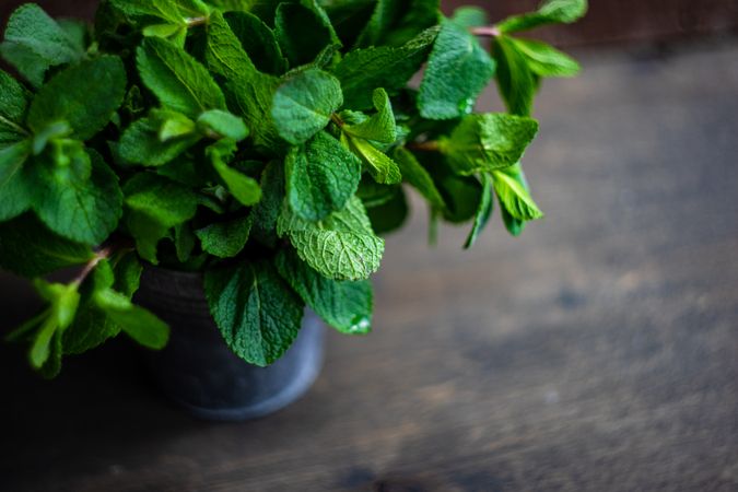 Organic mint leaves in pot with copy space