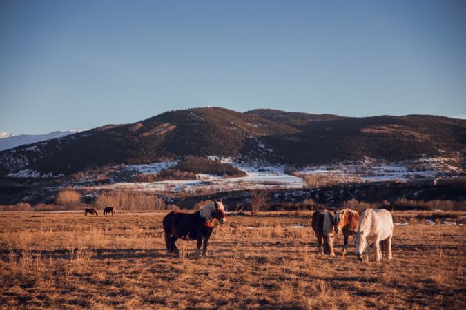 Wild horses pasturing on field near hills