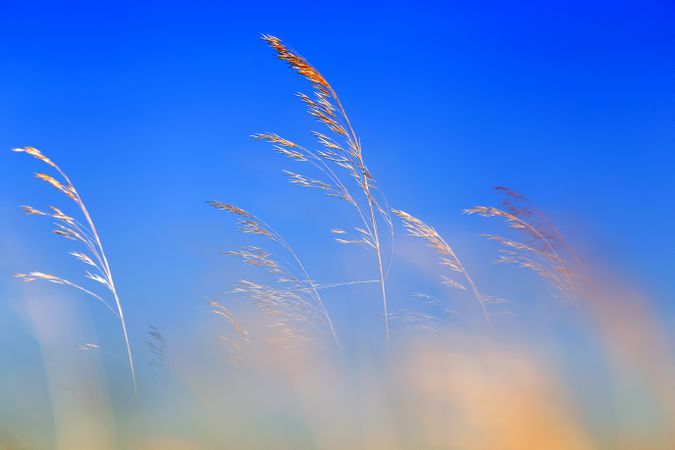 Transparent golden twigs on blue sky