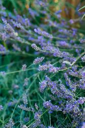 Close up lavender flowers