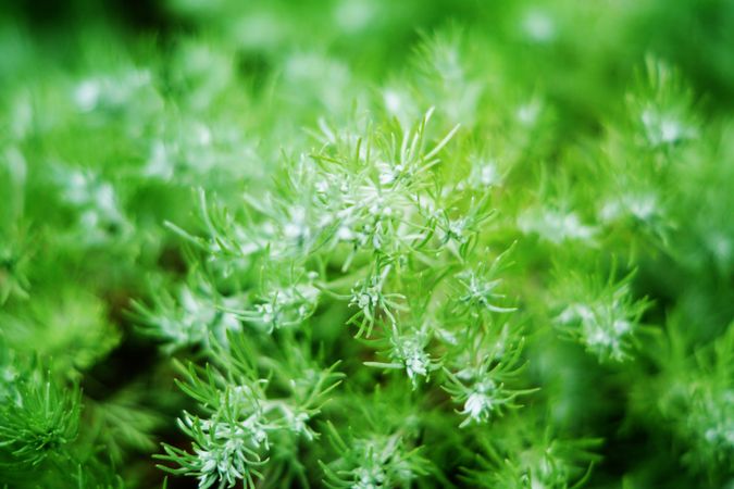 Green spruce plant growing in park