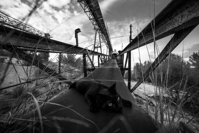 Cat lying on metal beam in countryside