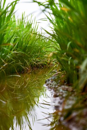 Marshy creek surrounded by long grass