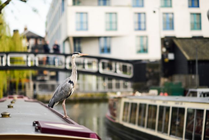 Side view of heron sitting on top of boat in Little Venice, Camden, London