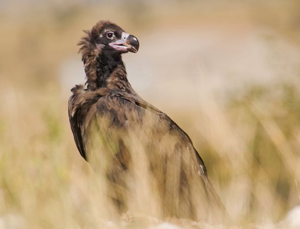 Big vulture on ground