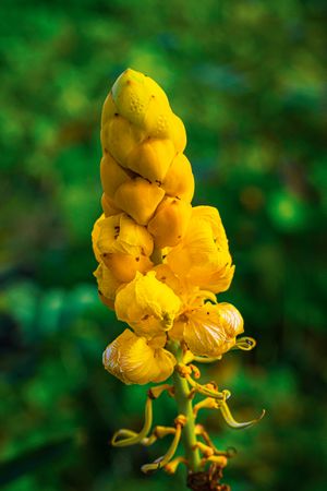 the striking beauty of the Senna alata flower, commonly known as ketepeng cina