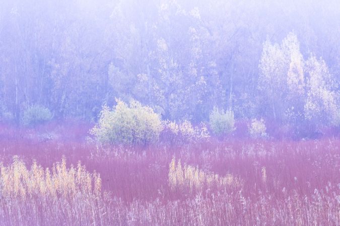 Blurred trees in forest