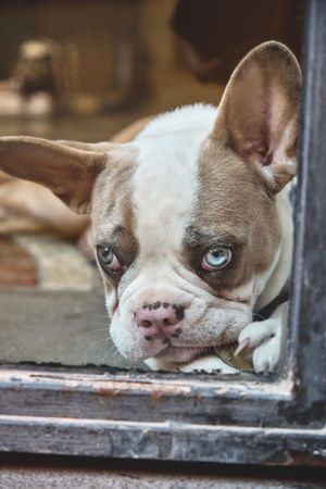 Moody French bulldog looking out of window