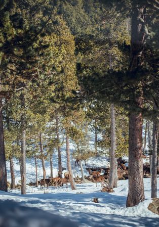 Noble deers near trees between snow