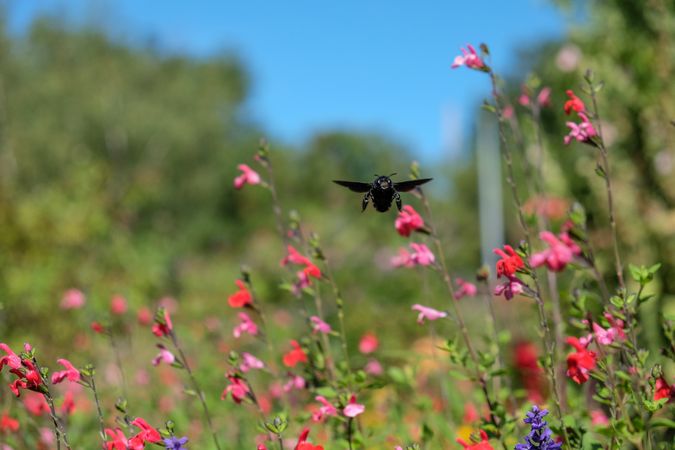 Carpenter bee flying over flowers