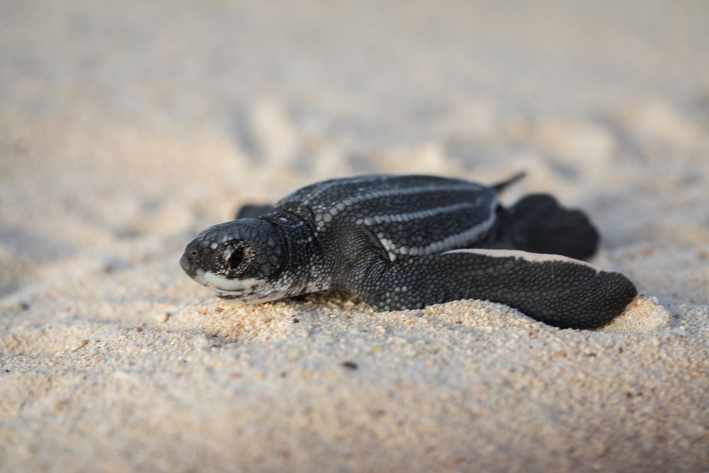 Baby turtle crawling on sand to water