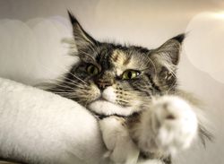 Portrait of gray cat