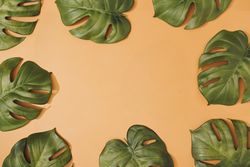 Tropical monstera leaves bordering pastel orange background