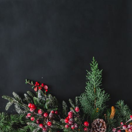 Christmas background made of branches and red berries on dark background