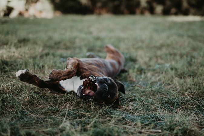 Playful dog laying in grass with cone