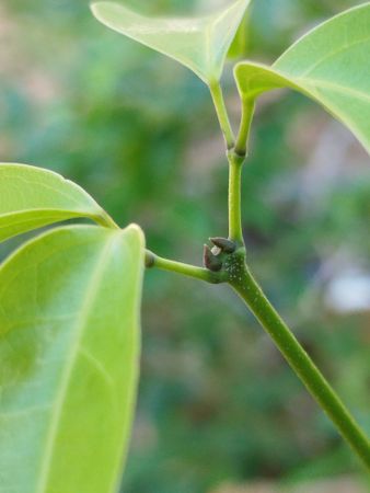Small green branch with new leaves growing naturally in sunlight representing new beginning of plant life