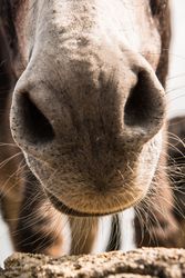 crop donkey nose standing at cloudy background
