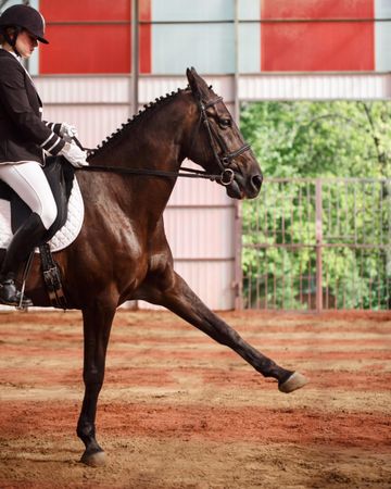 Pedigree horse trotting in arena, vertical