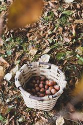 Ripe hazelnut in wicker basket in forest