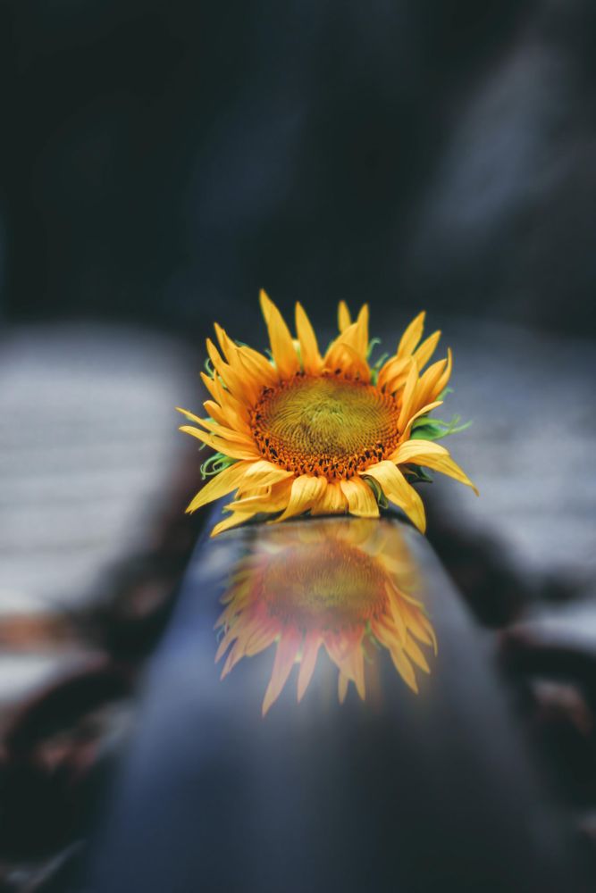 Yellow and pink flower in tilt shift lens