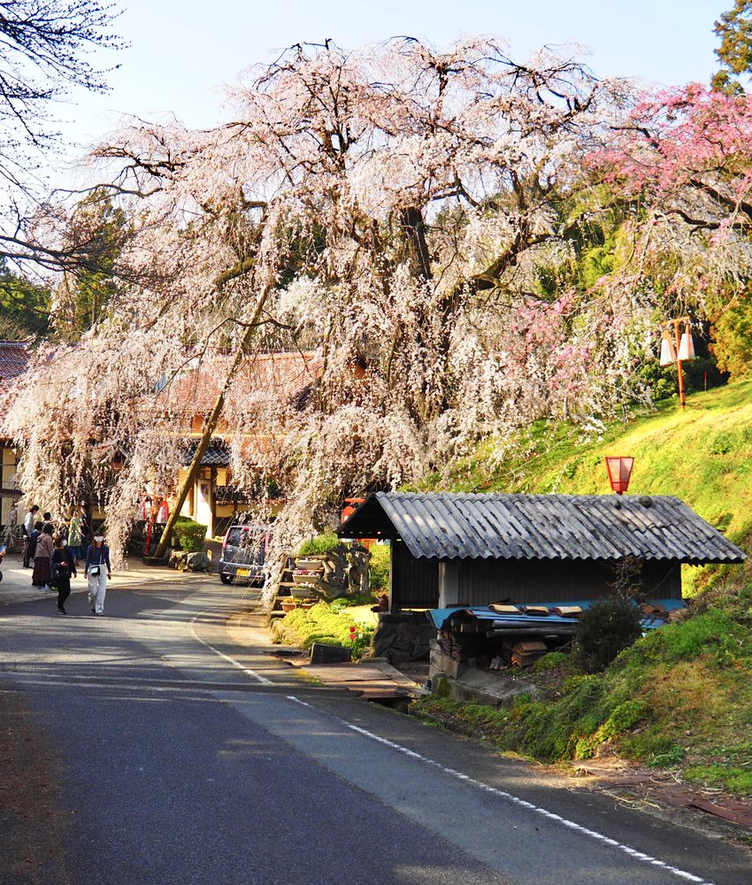 Small gazebo under cherry blossom tree
