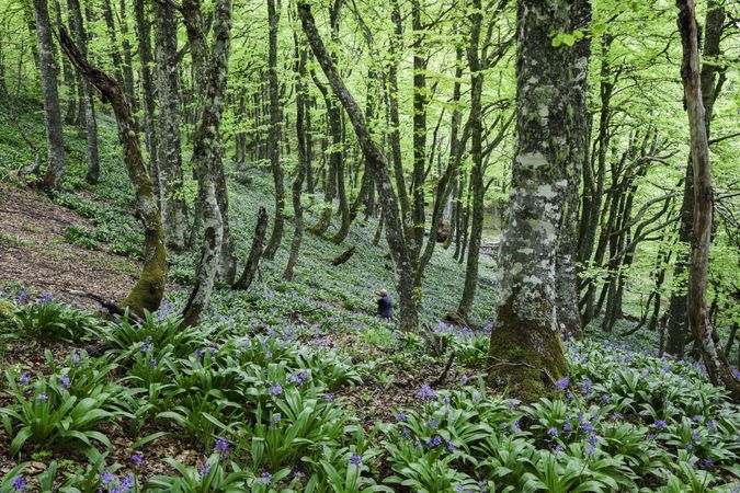 Spring forest with flowers