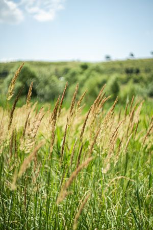 Defocudes green grass in the rural meadow