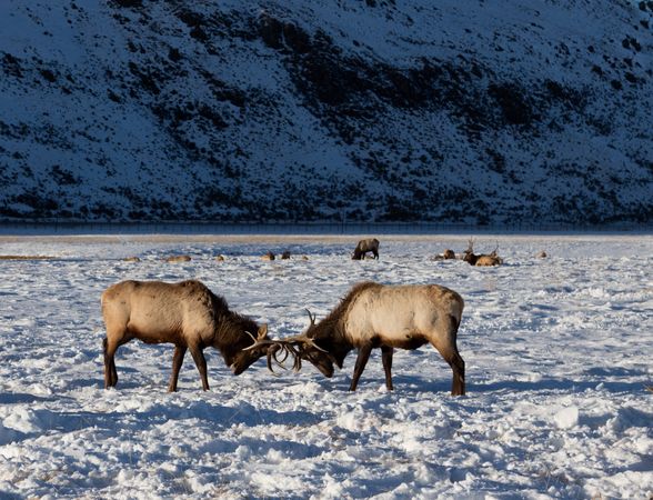 Young bull elk test each other's mettle at the U.S. Fish & Wildlife Service's elk refuge