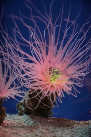 Sea anemones with curved tentacles in aquarium