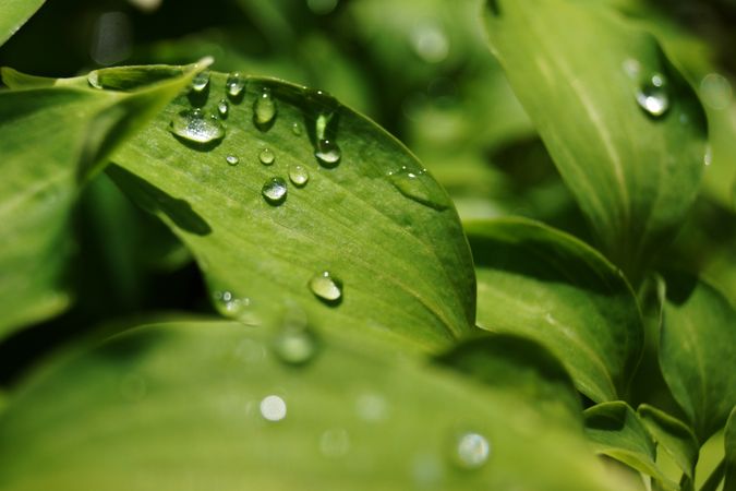 Water drops on green leaves