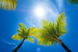 Palm trees under sun in blue sky